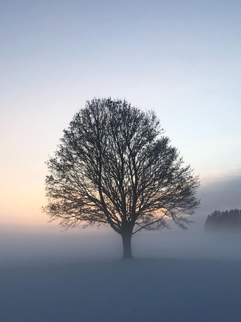Baum Baum